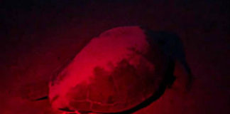 Rare Green sea turtle nests on Beaufort beach