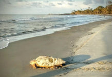 Hunting Island sets record for sea turtle nests this season (w/video) Hunting Island sets record for sea turtle nests this season (w/video)