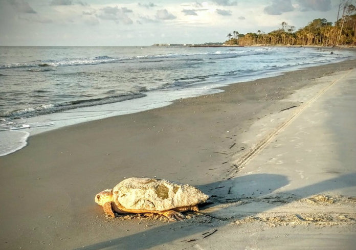 Hunting Island sets record for sea turtle nests this season (w/video)