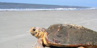 2019 a record breaking season for sea turtle nests in S.C. 2019 a record breaking season for sea turtle nests in S.C.