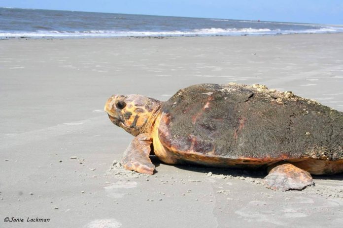 2019 a record breaking season for sea turtle nests in S.C.