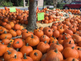 9 reasons we can’t wait until fall in Beaufort 9 reasons we can't wait until fall in Beaufort