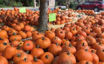 9 reasons we can’t wait until fall in Beaufort 9 reasons we can't wait until fall in Beaufort