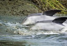 Lowcountry Life: Strand feeding dolphins