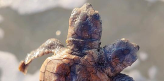 Two-headed sea turtle hatchling found on local Beaufort beach Two-headed sea turtle hatchling found on local Beaufort beach