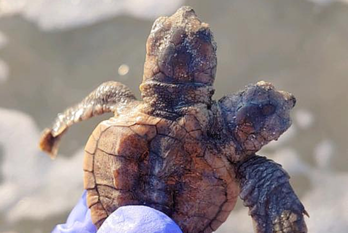 Two-headed sea turtle hatchling found on local Beaufort beach
