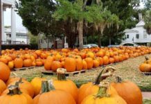 Beaufort area pumpkin patches and fall fun Beaufort area pumpkin patches and fall fun