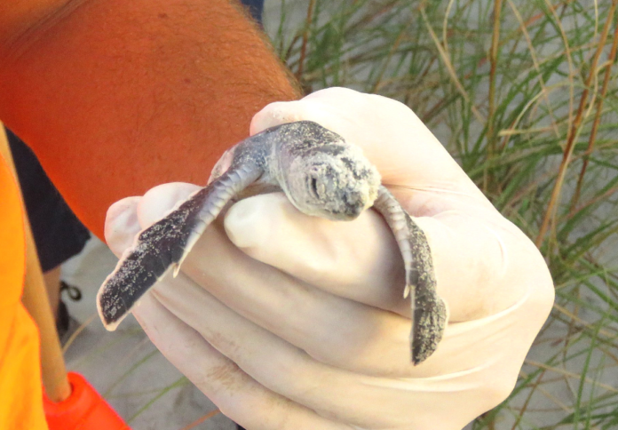 First ever green sea turtle nest hatches on Hunting Island