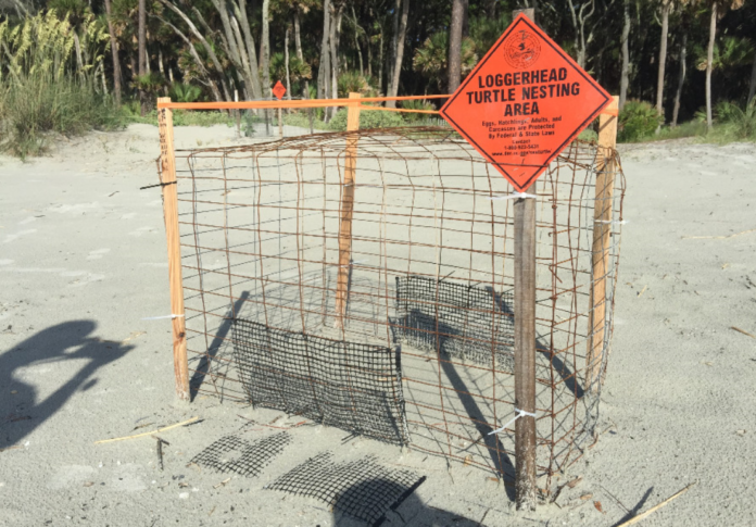 Dorian washes out sea turtle nests on Hunting Island