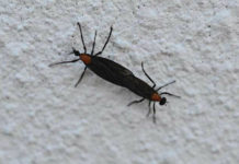 Lonely lovebugs: Why do we hate them? Lonely lovebugs: Why do we hate them?