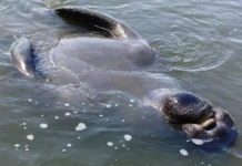 Plenty of manatee sightings along Beaufort’s waterways, docks Plenty of manatee sightings along Beaufort's waterways, docks