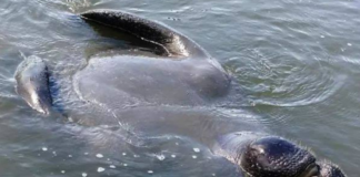 Plenty of manatee sightings along Beaufort’s waterways, docks Plenty of manatee sightings along Beaufort's waterways, docks