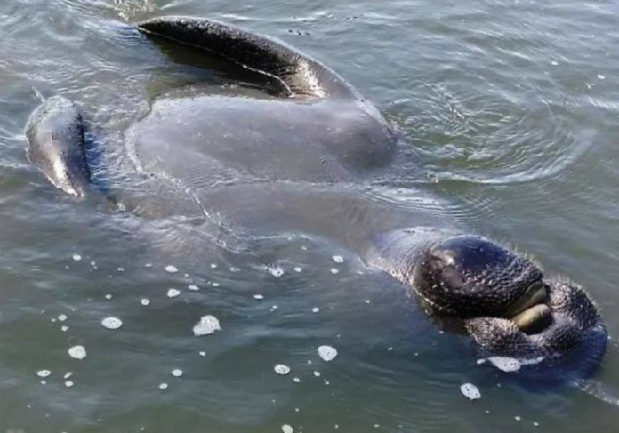 Plenty of manatee sightings along Beaufort's waterways, docks