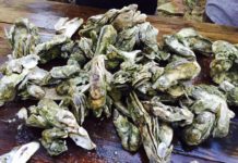 Local oyster season to open September 28th Local oyster season to open September 28th