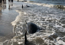 Four pilot whales die after stranding on Edisto Beach Four pilot whales die after stranding on Edisto Beach