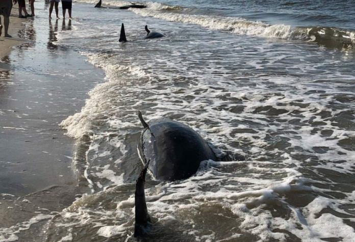 Four pilot whales die after stranding on Edisto Beach