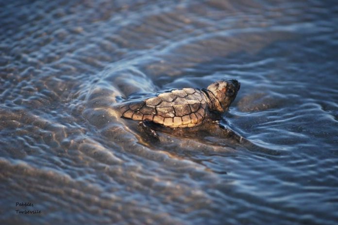 Warmer weather is turning sea turtle hatchlings into girls