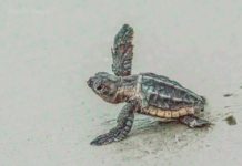 More than a half million sea turtles hatched in SC this year More than a half million sea turtles hatched in SC this year