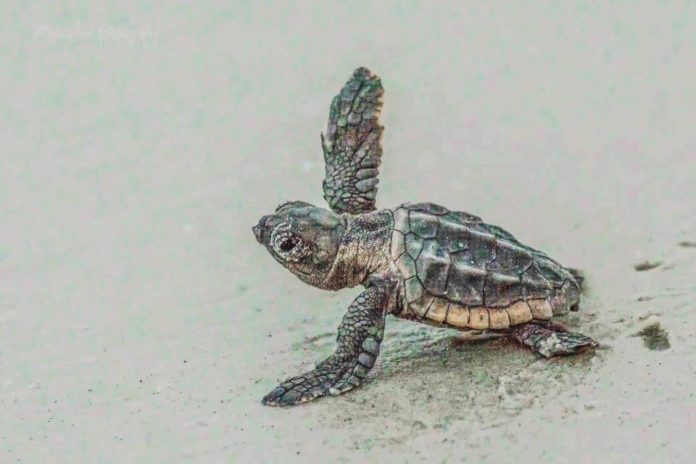 More than a half million sea turtles hatched in SC this year