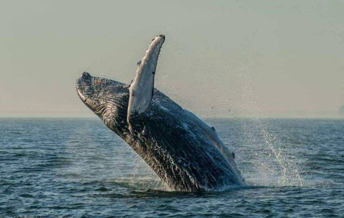 From brink of extinction: Atlantic Humpback whale population back to normal