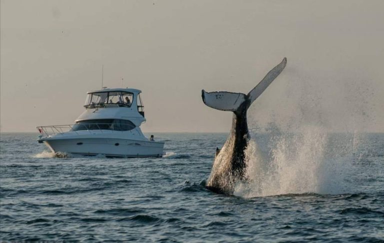 From Brink Of Extinction Atlantic Humpback Whale Population Back To