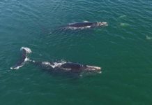 First right whales of the season spotted off coast of Beaufort First right whales of the season spotted off coast of Beaufort