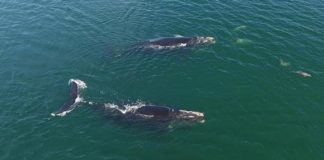 First right whales of the season spotted off coast of Beaufort First right whales of the season spotted off coast of Beaufort