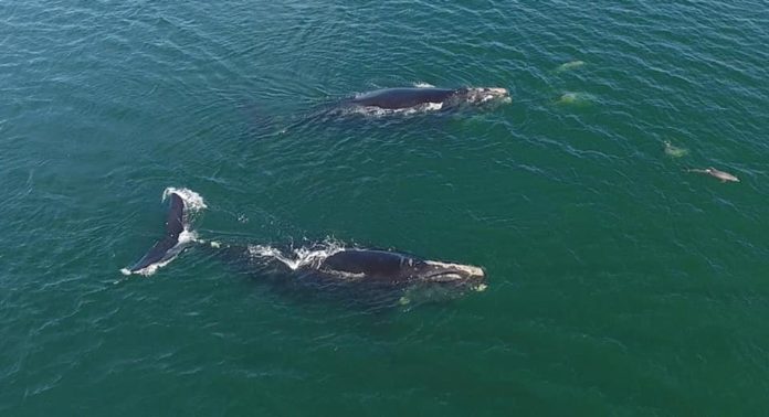 First right whales of the season spotted off coast of Beaufort