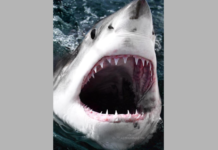 First great white shark of winter season tagged along Beaufort coast First great white shark of winter season tagged off coast of Beaufort