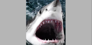 First great white shark of winter season tagged along Beaufort coast First great white shark of winter season tagged off coast of Beaufort