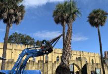 Palmettos planted in downtown in honor of Arbor Day Palmettos planted in downtown in honor of Arbor Day