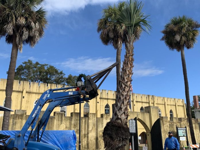 Palmettos planted in downtown in honor of Arbor Day