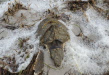Dozens of sea turtles rescued after cold temps hit N.C. coast Dozens of sea turtles rescued after cold temps hit N.C. coast