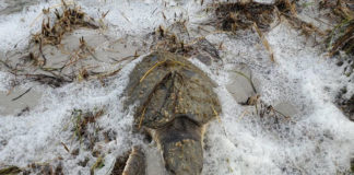 Dozens of sea turtles rescued after cold temps hit N.C. coast Dozens of sea turtles rescued after cold temps hit N.C. coast