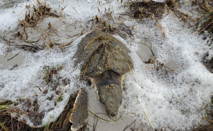 Dozens of sea turtles rescued after cold temps hit N.C. coast