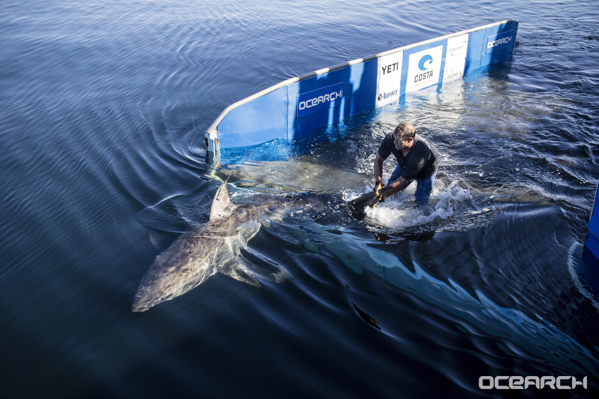 OCEARCH back in Lowcountry waters