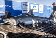 OCEARCH back in Lowcountry waters OCEARCH back in Lowcountry waters
