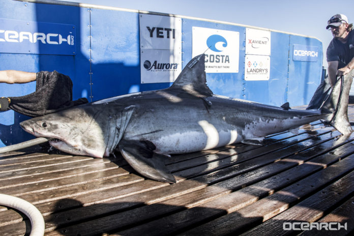 OCEARCH back in Lowcountry waters