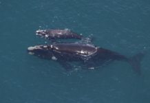 It’s right whale season in Lowcountry waters