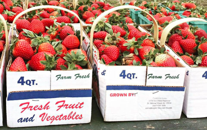 A Taste of Spring: Strawberry season opens early at Dempsey Farms