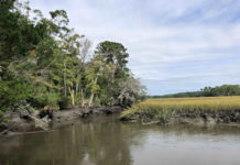108 acres of forest on Lady’s Island to be protected 108 acres of forest on Lady's Island to be protected