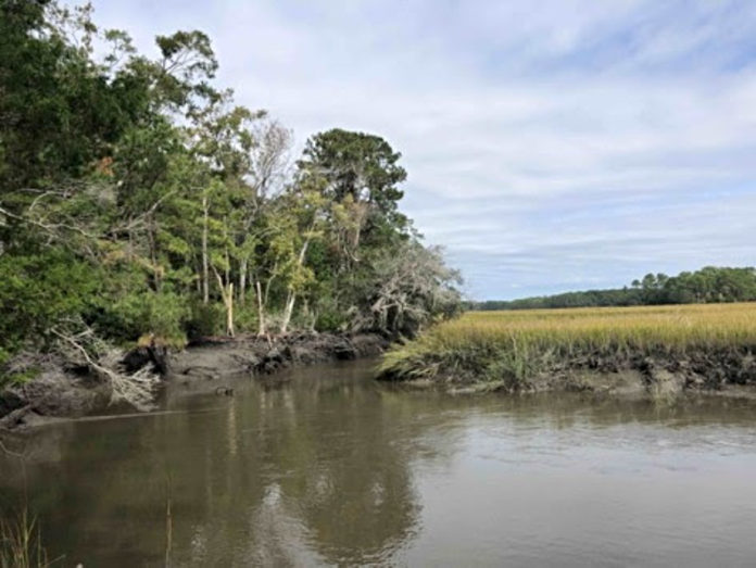 108 acres of forest on Lady's Island to be protected