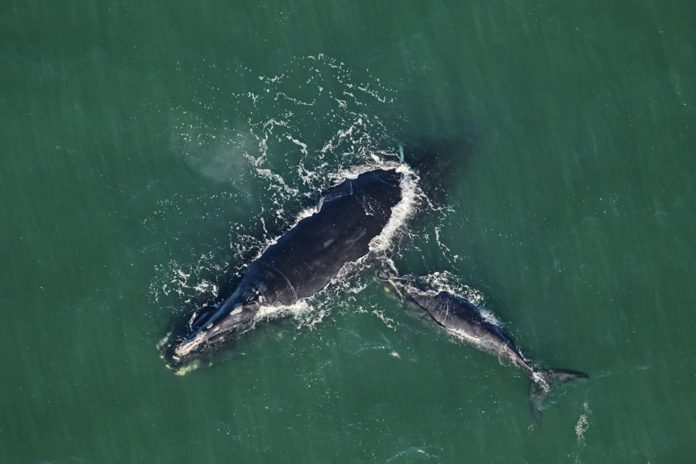 Three new right whale calves spotted off of Southeast coast