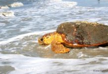 What will the 2020 sea turtle season bring to S.C. coast? What will the 2020 sea turtle season bring to S.C. coast?