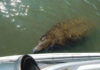 Manatees are back in Beaufort waters Manatees are back in Beaufort waters