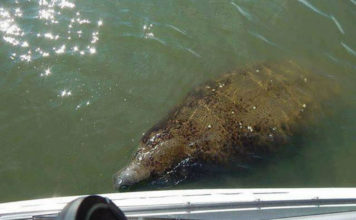 Manatees are back in Beaufort waters Manatees are back in Beaufort waters