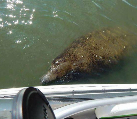 Manatees are back in Beaufort waters Manatees are back in Beaufort waters