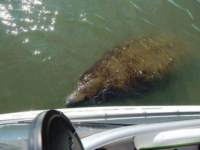 Manatees are back in Beaufort waters