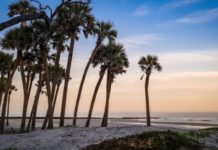 The Palmetto Tree: South Carolina’s most iconic image The Palmetto Tree: South Carolina's most iconic image