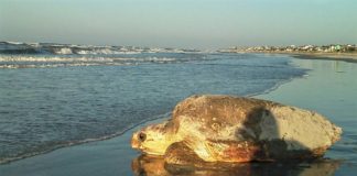 Sea turtle nesting season coming to Beaufort beaches Sea turtle nesting season coming to Beaufort beaches